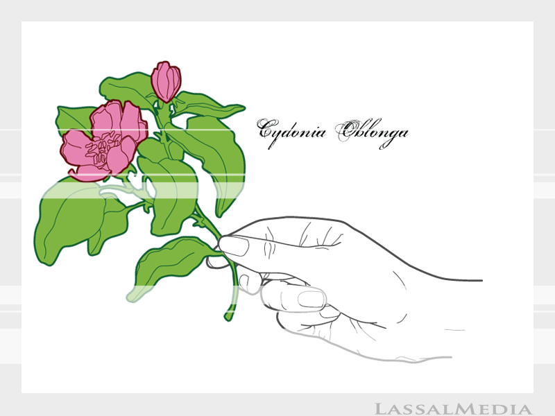 LassalMedia – Final vector illustrations for SolidGreen (hand holding plant samples of Cydonia Oblonga)