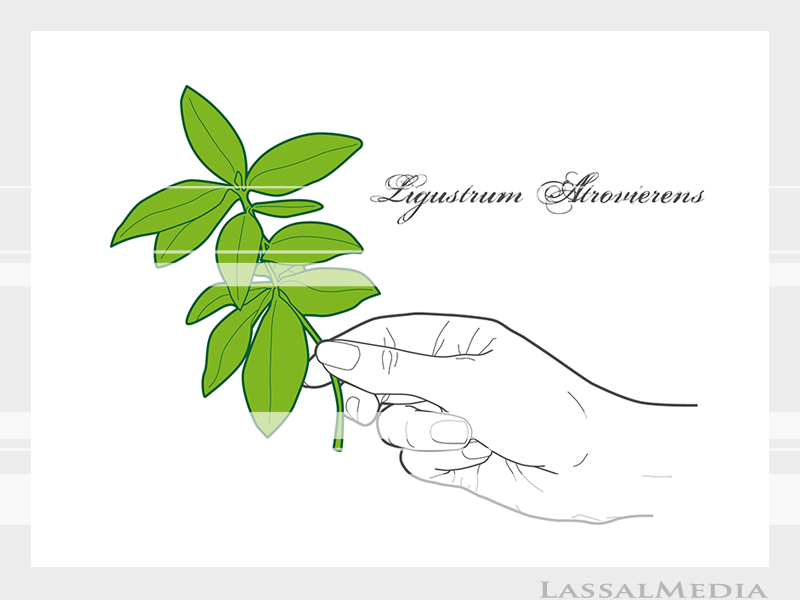 LassalMedia – Final vector illustrations for SolidGreen (hand holding plant sample of Ligustrum Atrovierens)