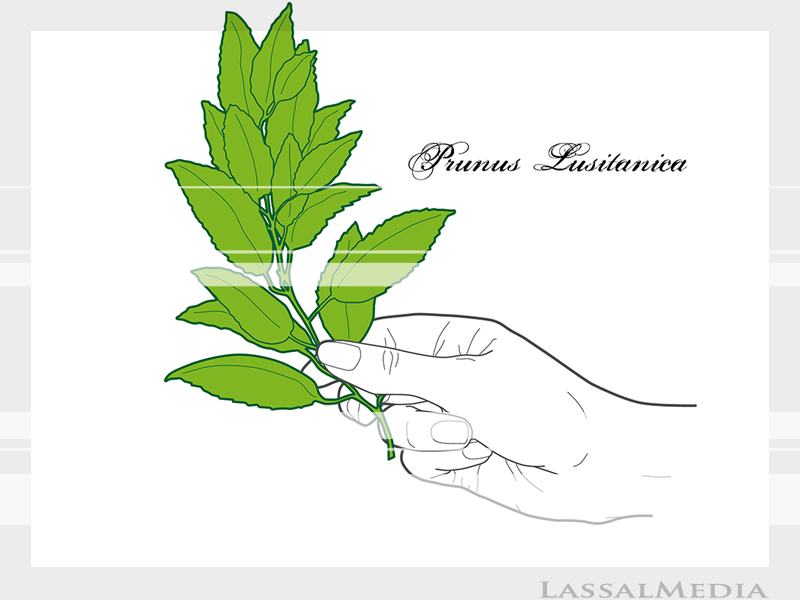 LassalMedia – Final vector illustrations for SolidGreen (hand holding plant samples of Prunus Lusitanica)