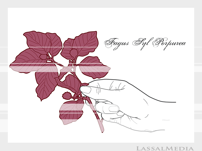 LassalMedia – Final vector illustrations for SolidGreen (hand holding plant samples of Fagus Syl Porpurea)
