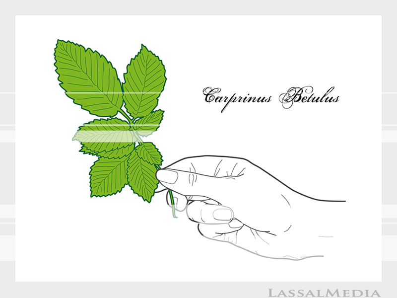 LassalMedia – Final vector illustrations for SolidGreen (hand holding plant samples of Carprinus Betulus)
