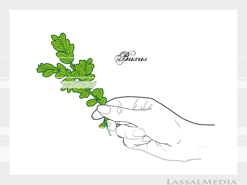 LassalMedia – Final vector illustrations for SolidGreen (hand holding plant samples of Buxus)