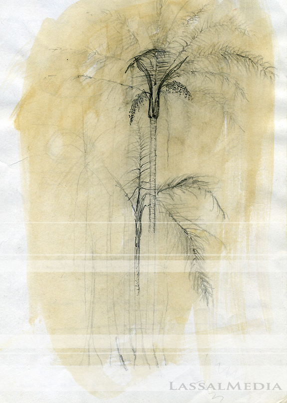 LassalMedia, Traditional Palmtrees, pencil drawing on white paper, coffee